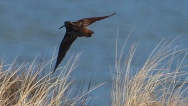 Полет вальдшнепа Жан Миндубаев смотреть онлайн