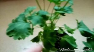 Пеларгонии стеллары из серии Квантум Микс F1 зацветают в июне. Короткий обзор.