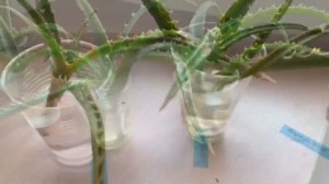 Как рассадить алоэ