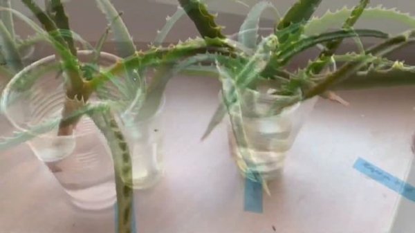 Как рассадить алоэ