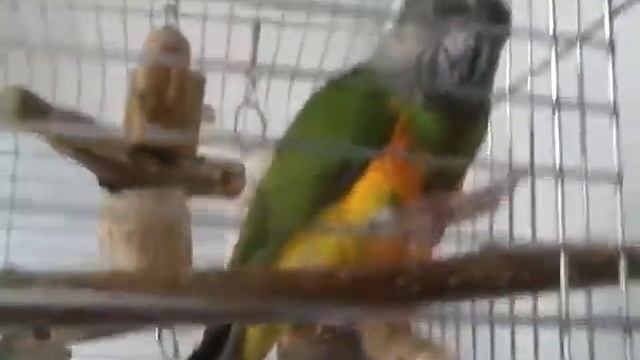 Senegal Parrot / Сенегальский попугай искупался