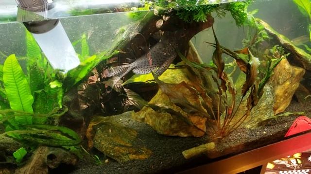 Java Fern Windelov For Sale After My Water Change смотреть онлайн