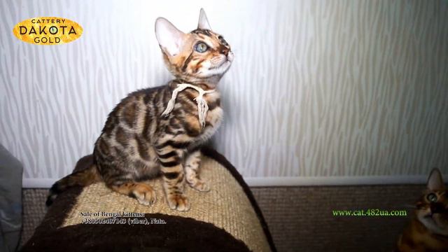 Dakota Gold , Харьков, девочка, 16052018