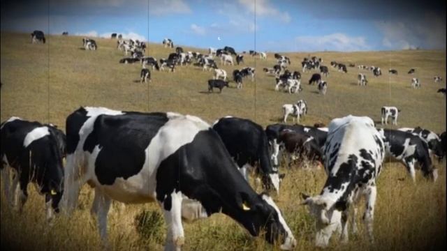 Голштинская порода домашних коров смотреть онлайн