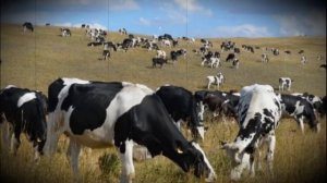 Голштинская порода домашних коров