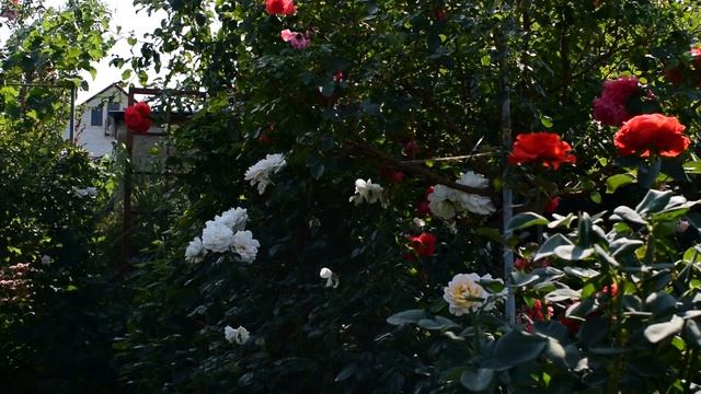 Как создать красивый розарий смотреть онлайн