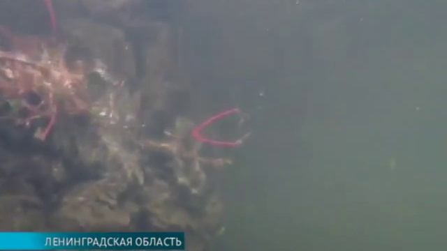 Уникальное место под Кингисеппом на грани уничтожения, кингисепп-сегодня кингисепп