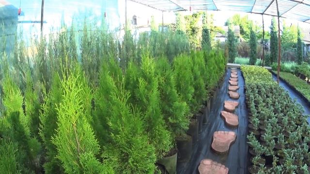 Почему сохнет ТУЯ ?... Или как правильно выбрать растение. смотреть онлайн