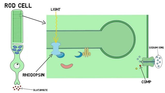 2-Minute Neuroscience: Phototransduction смотреть онлайн
