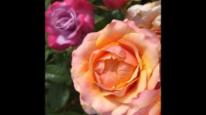 РОЗЫ проблемные, но красивые ЧЕРРИ БРЕНДИ Парадиз