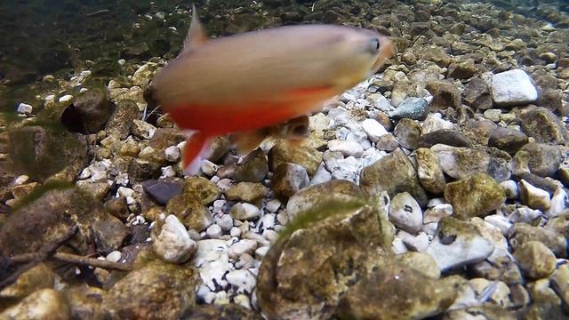 Salvelinus umbla X Salvelinus fontinalis смотреть онлайн