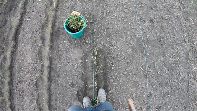 Посадка шиповника для окулировки роз смотреть онлайн