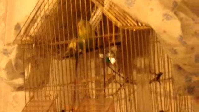 Неадекватный попугай, наверное жрать хочет : D смотреть онлайн