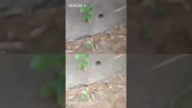 Realme 6 camera vs Oppo a5 2020! смотреть онлайн