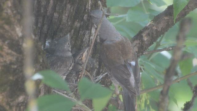 Дрозд Рябинник / Птицы Ленинградской области смотреть онлайн