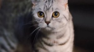 Реклама Whiskas - Любопытным от природы (2019 год)