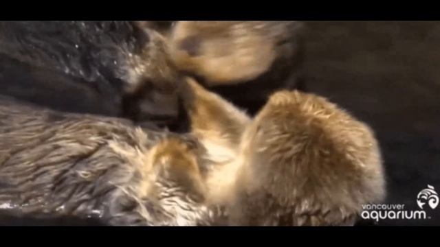 Когда выдры спят, они держатся за лапки друг друга смотреть онлайн