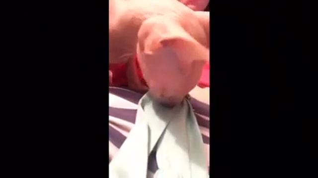 Моя кошка породы Сфинкс смотреть онлайн