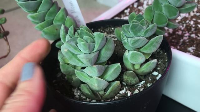 Crassula Moonglow and Brevifolia Propagation and Update on my Crassulas смотреть онлайн