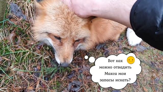 ЛИ СЯО. Лиса - Алиса. О красивой лисьей шубе. Забавные моменты. смотреть онлайн
