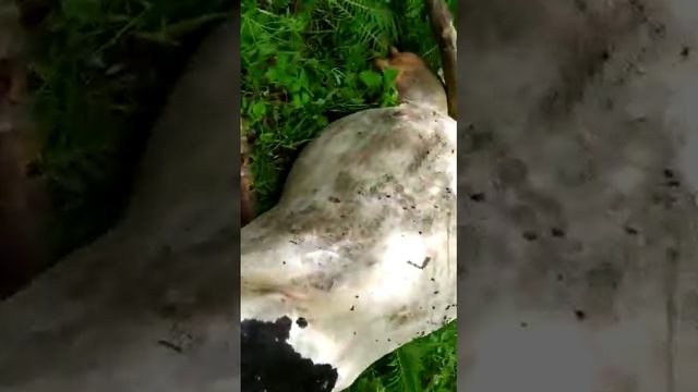 Партизанский район.Ястребовка смотреть онлайн