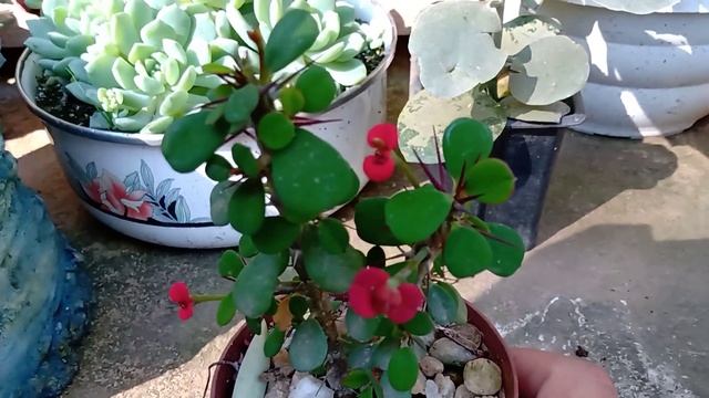 Kalanchoe colher de prata e kalanchoe humilis dicas de cultivo e propagação смотреть онлайн