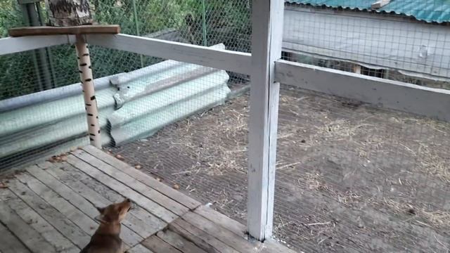 ОБУЧЕНИЕ И НАТАСКА ЩЕНКА ЛАЙКИ 2.5 МЕСЯЦА. смотреть онлайн