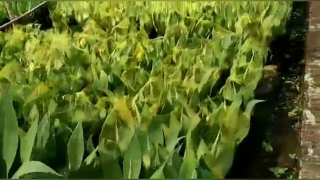 Cara ekspor tanaman hias Agave Atenuata смотреть онлайн