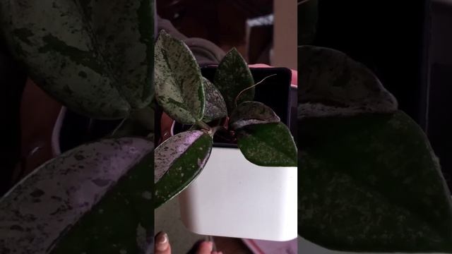 Hoya carnosa Wilbur Graves #short #Hoya смотреть онлайн