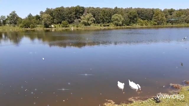 ❤? Я КУПЛЮ ТЕБЕ ДОМ У ПРУДА В ПОДМОСКОВЬЕ...❤? смотреть онлайн