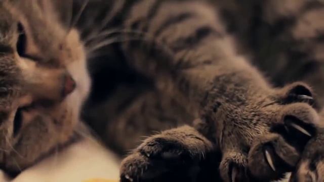 Кот спит и кошка спит “Спящие котята“