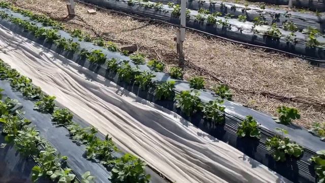 Клубника Обработки и подкормки весной. Обзор участков. смотреть онлайн