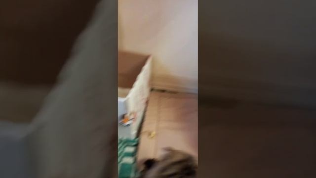Шотландские вислоухие котята. 15 дней. смотреть онлайн