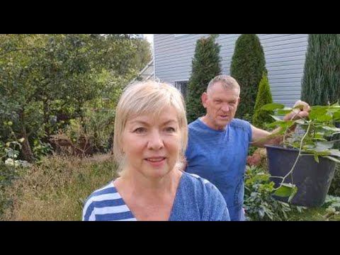 ДАЧА Зачем ВСЕ вырубили ПОРОСЛЬ как бороться.САЖАЕМ ЕЖЕВИКУ БЕСШИПНУЮ Сад в сентябре смотреть онлайн