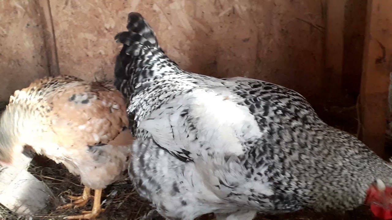 линька завершается, меняем окрас смотреть онлайн