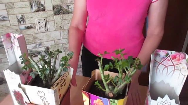 Розы. Как посадить плетистую розу? смотреть онлайн