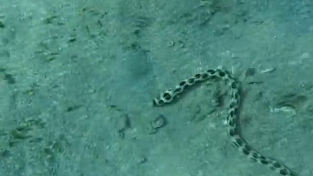 Угорь, Myrichthys Maculosus, Тигровый острохвостый угорь