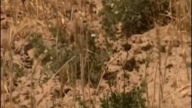 Animaux du désert : Le Cobra смотреть онлайн