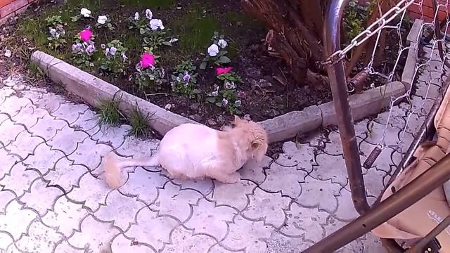 Бычки смотреть онлайн