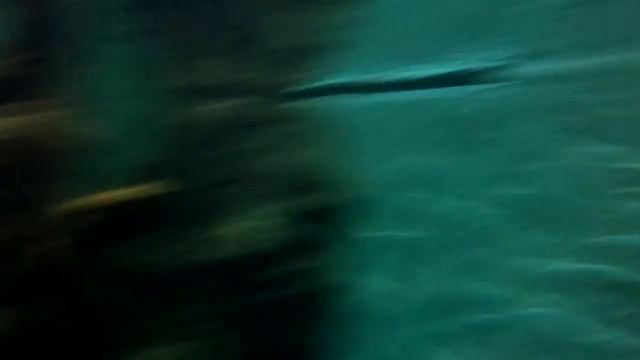 Самые большие рыбы в океанариуме смотреть онлайн