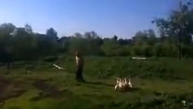 Отделение дикие гуси Утренняя пробежка смотреть онлайн