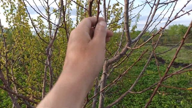 Непонятные ожоги деревьев. 12.05.2022г. смотреть онлайн