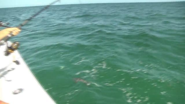 Best Cobia fishing in the Florida Keys part 2 смотреть онлайн