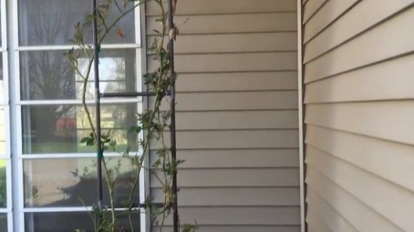 Spring Planting Ideas: Clematis and Roses