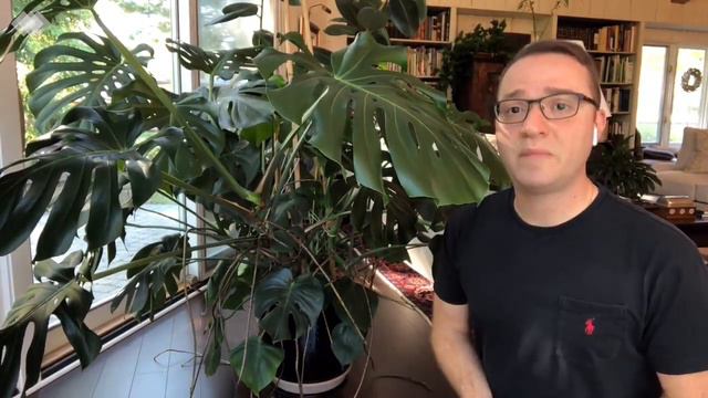 How to Grow a MONSTEROUSLY Huge Monstera Deliciosa! смотреть онлайн