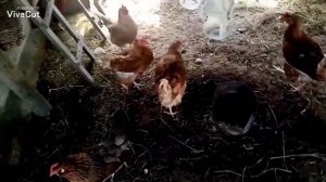 ОБРАБОТКА КУР ОТ ПЕРОЕДА// ОБРАБОТАЛ ВСЕХ!!!!