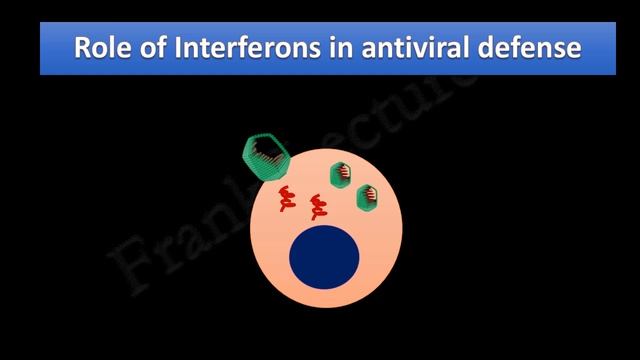Interferons: INF-α, INF-β And INF-γ (FL-Immuno/07)