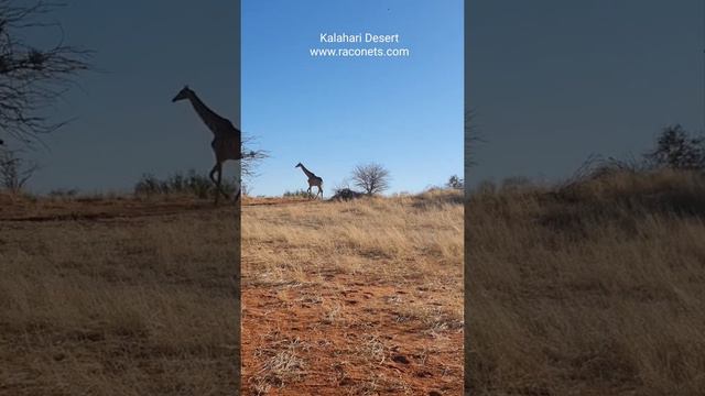 Kalahari Desert смотреть онлайн