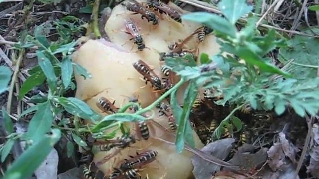 Осы на грушах 2 смотреть онлайн