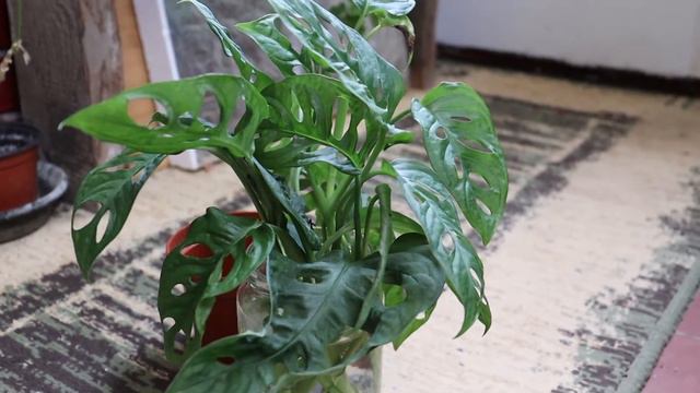 Monstera Monkey Leaf Update Or Version Three :)